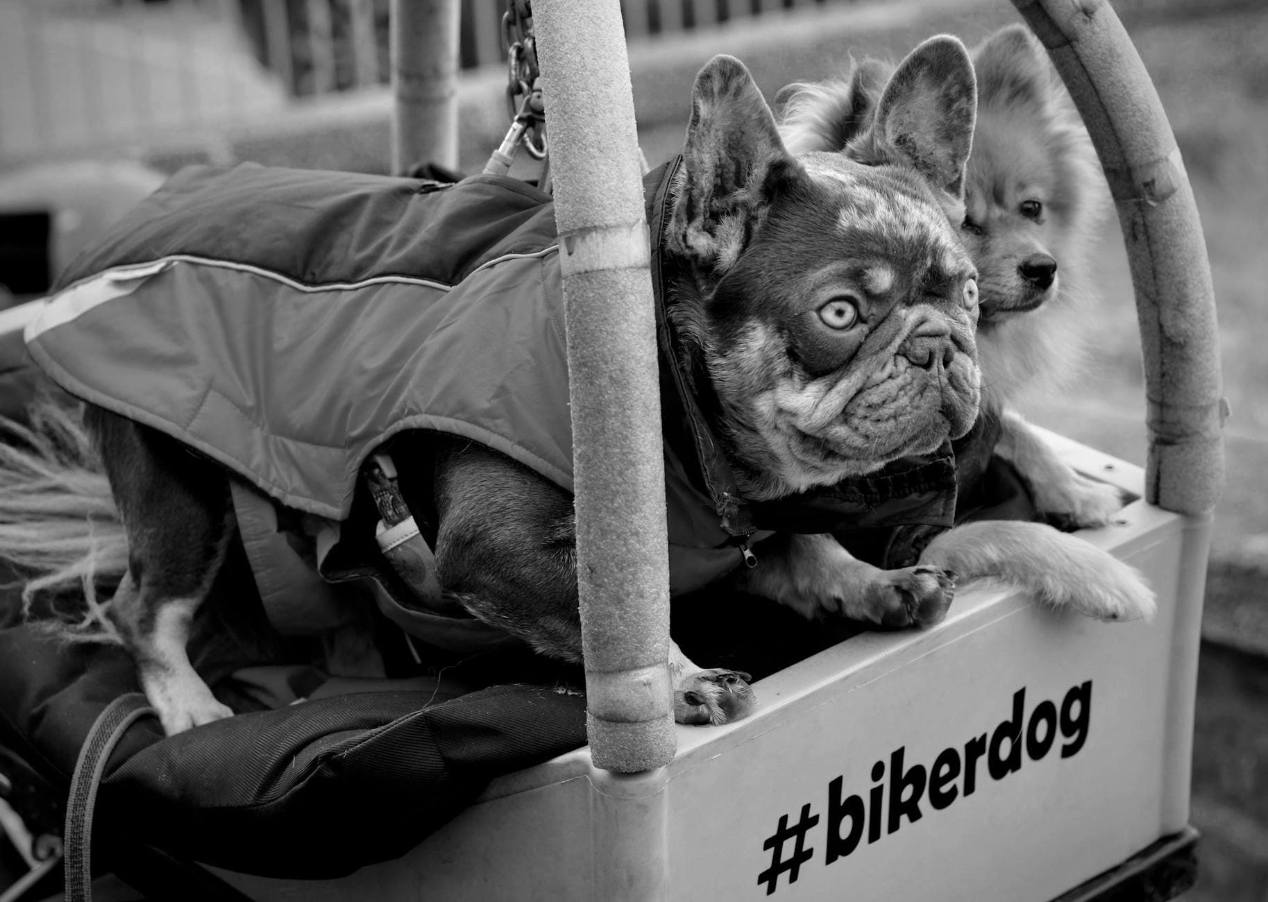 New EU Pet Travel Rules Take Effect April 2026 โ What Changes for Expats With Dogs and Cats